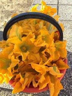 Fiori di zucca orto igea marina