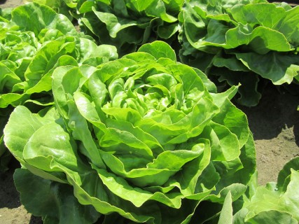 Insalata dell orto ristorazione km 0