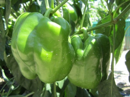 Peperoni orto cucina km 0