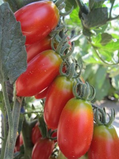 Pomodori orto igea marina hotel